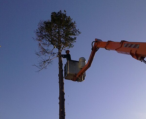 Baumpfleger bei der Arbeit 