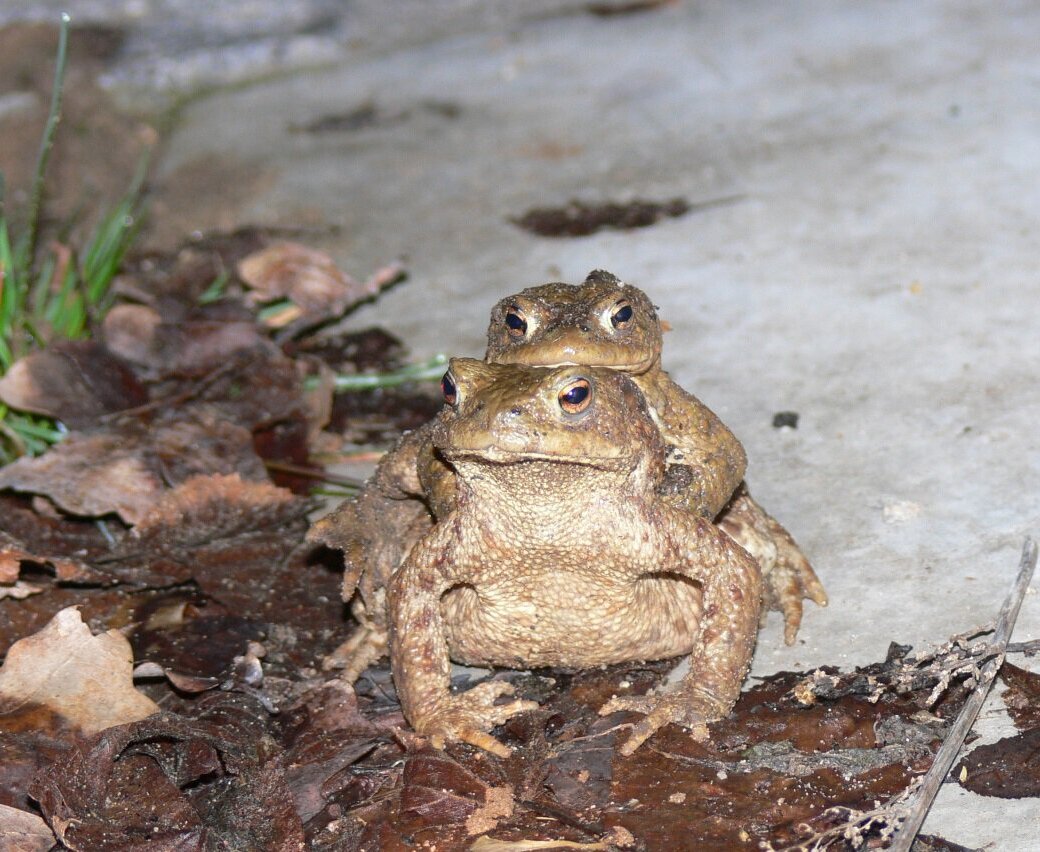 Erdkrötenpaar auf Wanderschaft.