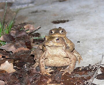Erdkrötenpaar auf Wanderschaft.