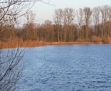 Kleiner Bodensee mit Uferbewuchs im Hintergrund