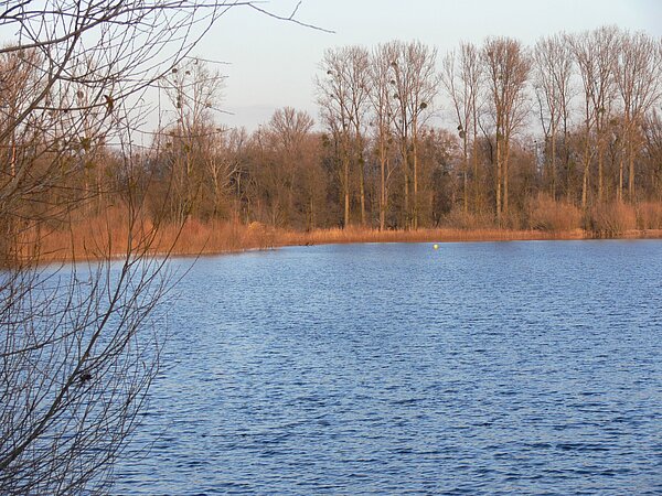 Kleiner Bodensee mit Uferbewuchs im Hintergrund