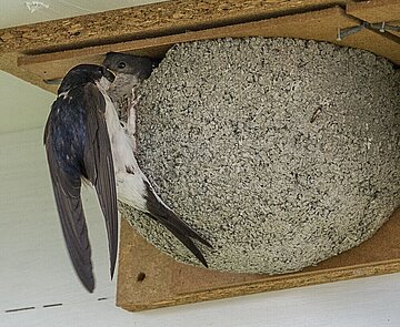 Mehlschwalbe beim Füttern eines Jungtieres in einer künstlichen Nisthilfe