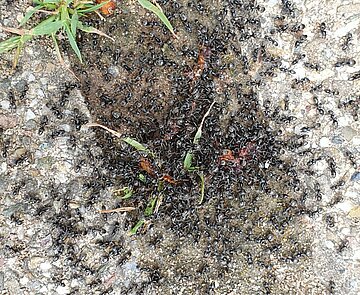 Tapinoma Magnum Befall in Grötzingen