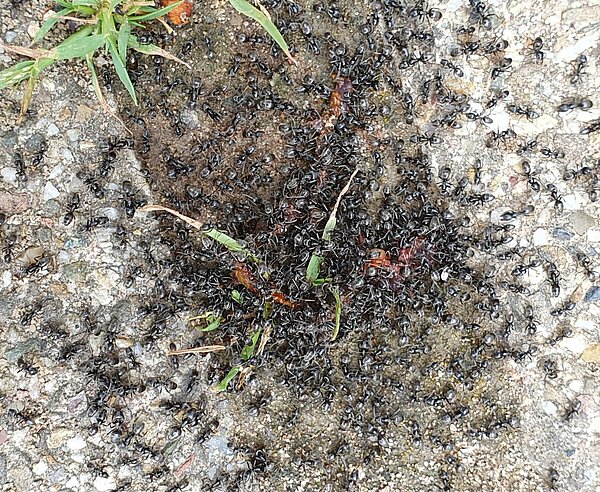 Tapinoma Magnum Befall in Grötzingen