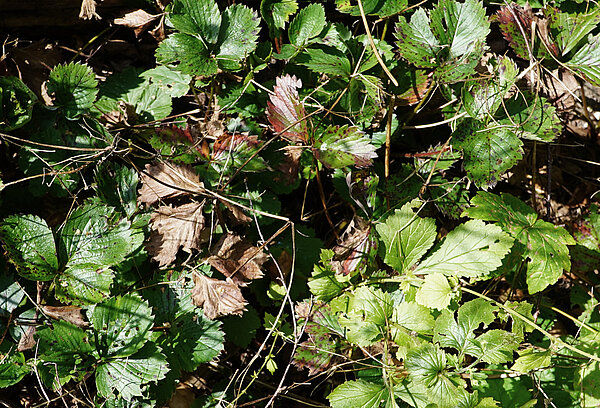 Trockene Erdbeerpflanzen von oben in einem Kastenbeet