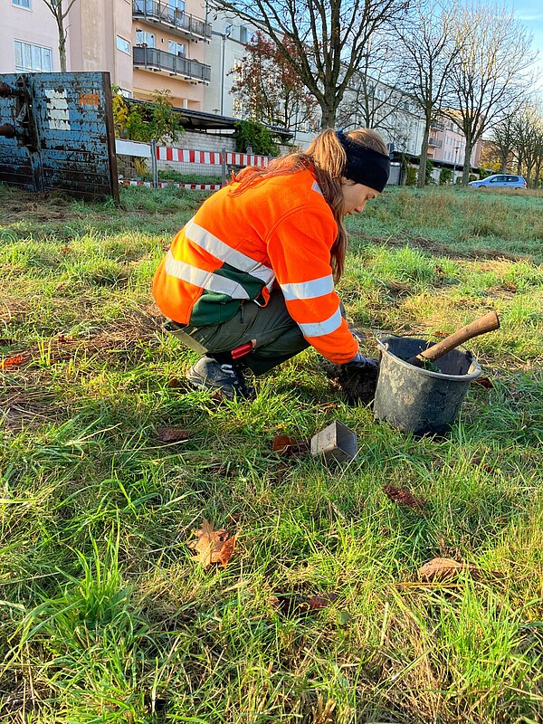Auszubildende Julia Zink pflanzt Wildstauden auf einer Wiese 