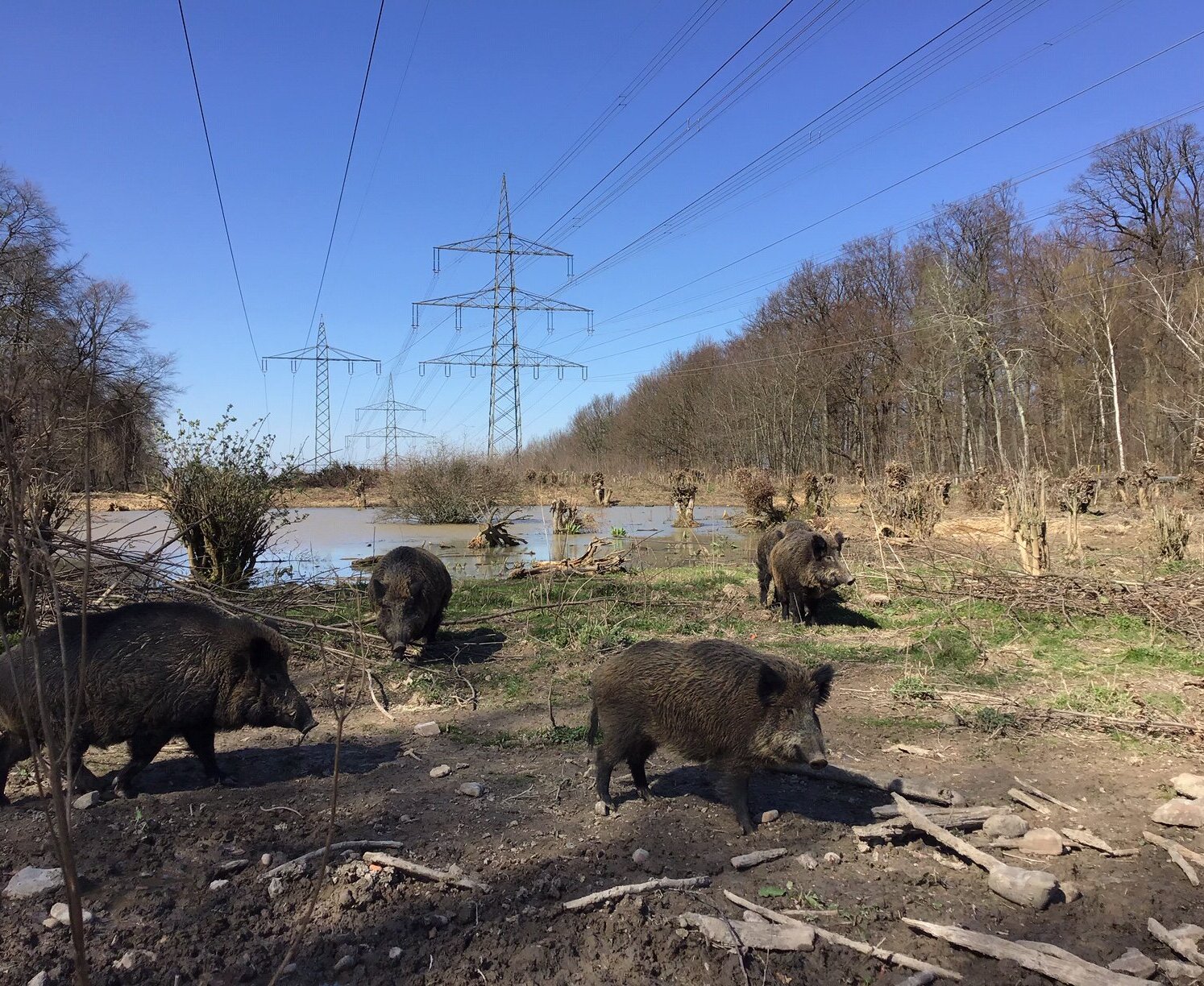Das Bild zeigt Wildschweine im Gehege