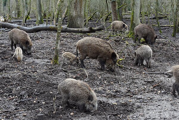 Wildschweine