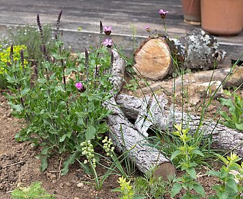 Lebensraum Garten: Mit naturnaher Gestaltung die Artenvielfalt fördern