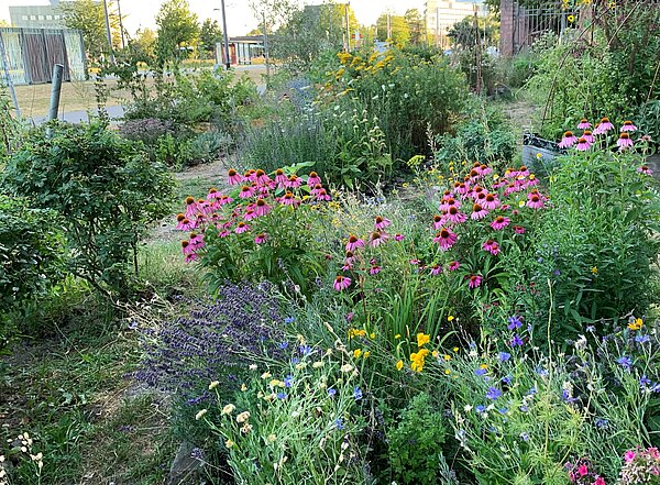 Das Bild zeigt viele blühende Stauden im Marstallgarten am Schloss Gottesaue.