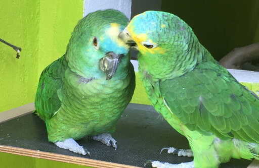 Das Bild zeigt zwei Sittiche.