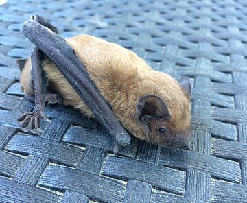 Das Bild zeigt eine Fledermaus.