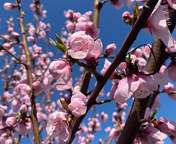 Rosa Blüten am Baum
