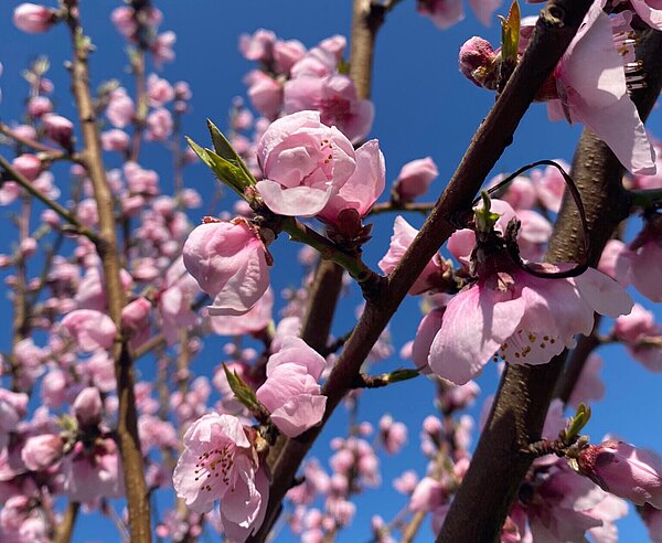 Rosa Blüten am Baum