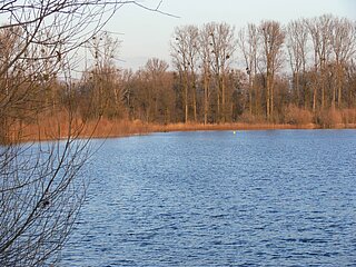Kleiner Bodensee mit Uferbewuchs im Hintergrund