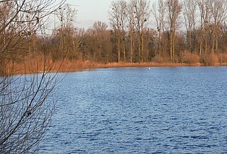 Kleiner Bodensee mit Uferbewuchs im Hintergrund