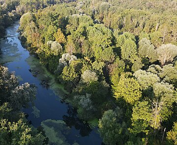 Das Bild zeigt eine Drohnenaufnahme vom Wald in der Rheinebene.