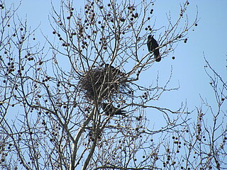 Saatkrähen sitzen auf einem Baum