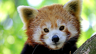 Portraitaufnahme eines roten Pandas