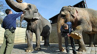 Das Bild zeigt zwei Tierpfleger bei der Pflege von zwei Elefanten im Zoologischen Stadtgarten.