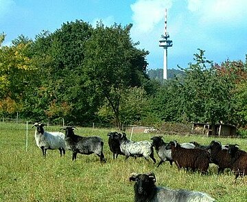 Schaafherde auf Wiese vor Funkturm in Wettersbach