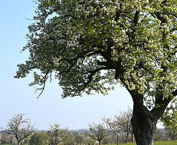 Städtischer Birnbaum