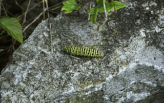 Das Bild zeigt eine Schwalbenschwanzraupe auf einem Stein. 