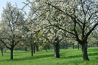 Das Bild zeigt Kirschbäume auf einer Wiese in Hohenwettersbach.