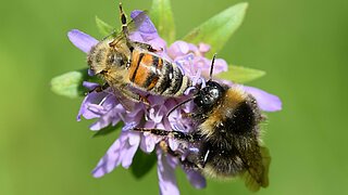 Das Bild zeigt eine Erdhummel und eine Honigbiene auf einer Blüte. 
