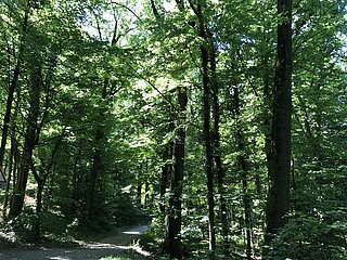 Das Bild zeigt einen Ausschnitt eines Bergwalds.