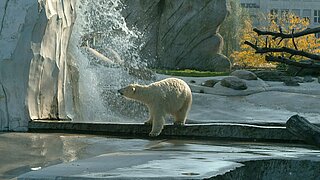 Ein Eisbär auf seiner Anlage im Zoo.