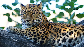 Chinaleopard liegend auf einem Baum