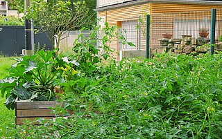 Das Bild zeigt Beete mit einer Zucchinipflanze und Tomatensträuchern in Grötzingen.
