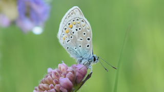 Das Bild zeigt einen Schmetterling der Hauhechel-Bläuling auf einer Blume.