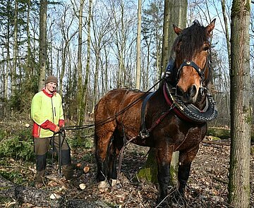 Pferd steht mit einem Menschen im Wald