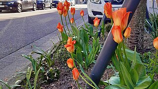 Das Bild zeigt die Bepflanzung einer Baumscheibe mit Tulpen in der Anna-Lauter-Straße. 