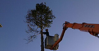 Das Bild zeigt einen Baumpfleger auf einer ausgefahrenen Teleskopbühne beim Entasten eines Baumes. 