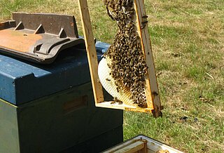 Bienen und Bienenstöcke