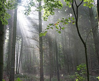 Laubwald im Spätsommer
