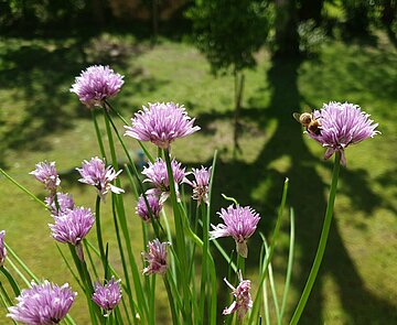 Blühender Schnittlauch mit Biene