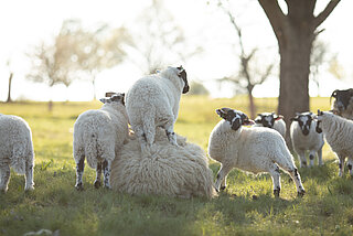 Das Bild zeigt mehrere Schafe