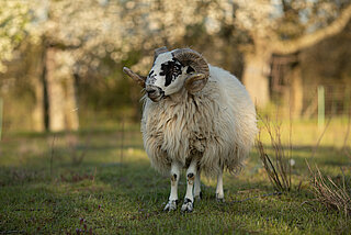 Das Bild zeigt ein Schaf