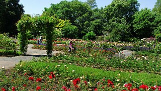 Das Bild zeigt den Rosengarten im Zoologischen Stadtgarten. 