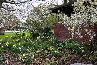 Das Bild zeigt den Pergolengarten im Stadtgarten im Frühling.