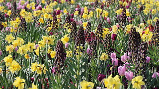 Das Bild zeigt einen Frühjahrsflor mit weinroter Persische Fritillarie, gelben Narzissen und rosa Tulpen. 