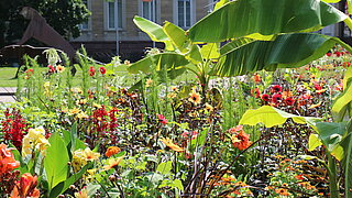 Das Bild zeigt ein Beet mit verschiedenen Sommerblumen und Bananenstauden. 