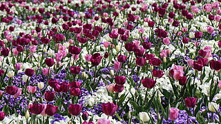 Das Bild ein Frühlingsbeet in romantischen Farbkombinationen mit Stiefmütterchen und Tulpen