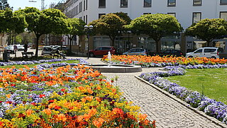 Das Bild zeigt die Frühjahrsbepflanzung des Kolpingplatzes. 