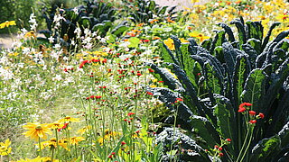 Das Bild zeigt eine Sommerbepflanzung aus rauem Sonnenhut, Toskanischem Grünkohl und Gräsern.
