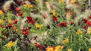 Das Bild zeigt einen Sommerflor mit Haage-Zinnie und weiteren Sommerblumen